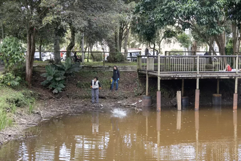 Cornare emite alerta por la presencia de la langostilla rojaen humedales de Rionegro