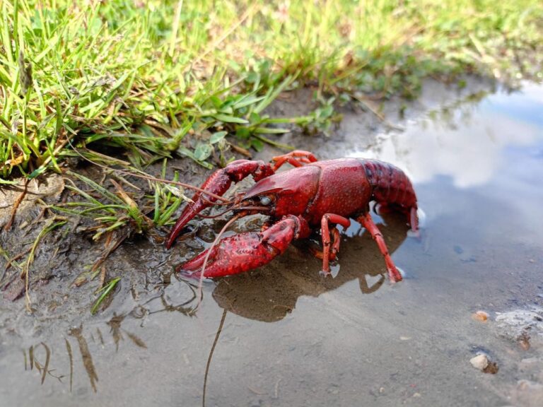 Impacto del Cangrejo Rojo Americano en los Ecosistemas: Riesgos y Recomendaciones para su Control