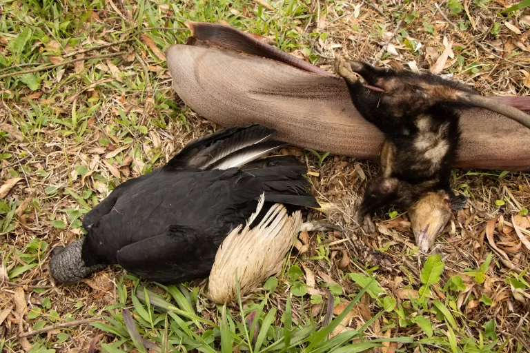 Muerte masiva de gallinazos en Guarne: Cornare investiga causas