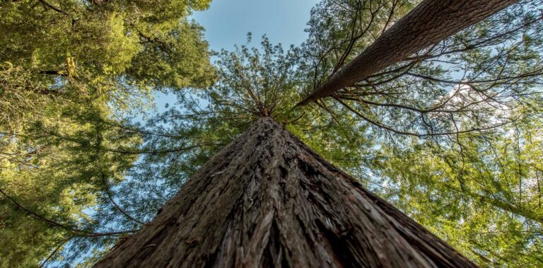 Descubre el País con el Árbol Más Alto de Sudamérica: Ubicación y Altura Impresionante