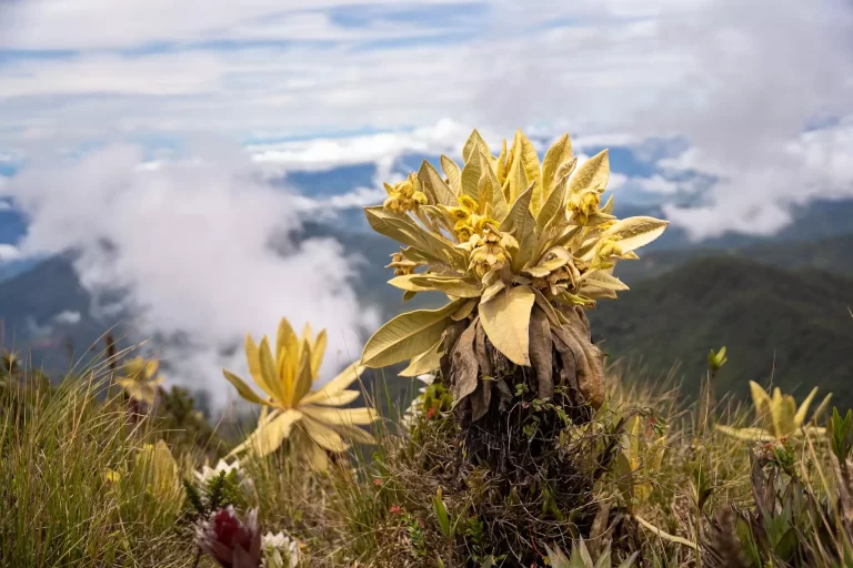 Restricciones en el Cerro Las Palomas de Sonsón para Proteger el Ecosistema