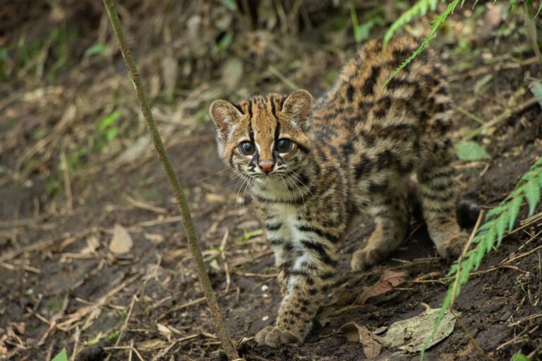 Primer Festival del Felino en Cocorná: Un Evento para la Conservación y Sensibilización