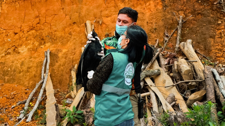 Confirmado Envenenamiento Masivo de Gallinazos en Guarne