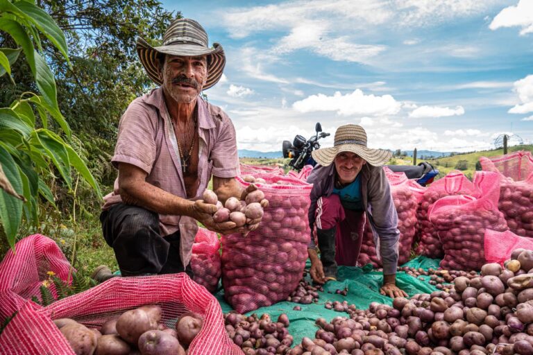 Marinilla Impulsa la Agricultura con Más de 20 Toneladas de Semillas de Papa para Productores Locales