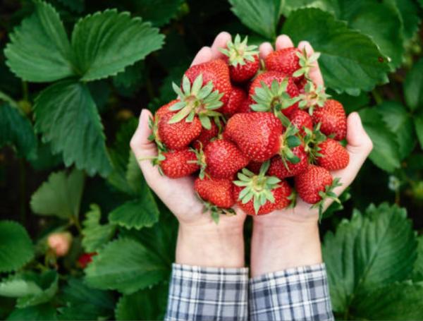 ¿Cuál es la mejor fruta para limpiar las arterias y venas de manera natural? Descubre las 2 opciones más efectivas