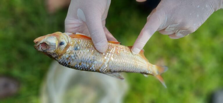 Mortandad de Peces Nativos en el Río Nare: Sabaletas en Peligro.