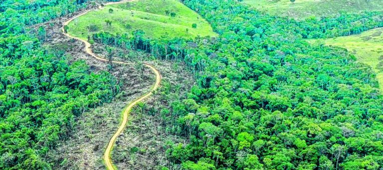 Incremento del 35% en la Deforestación de Colombia durante 2024: Informe de Minambiente