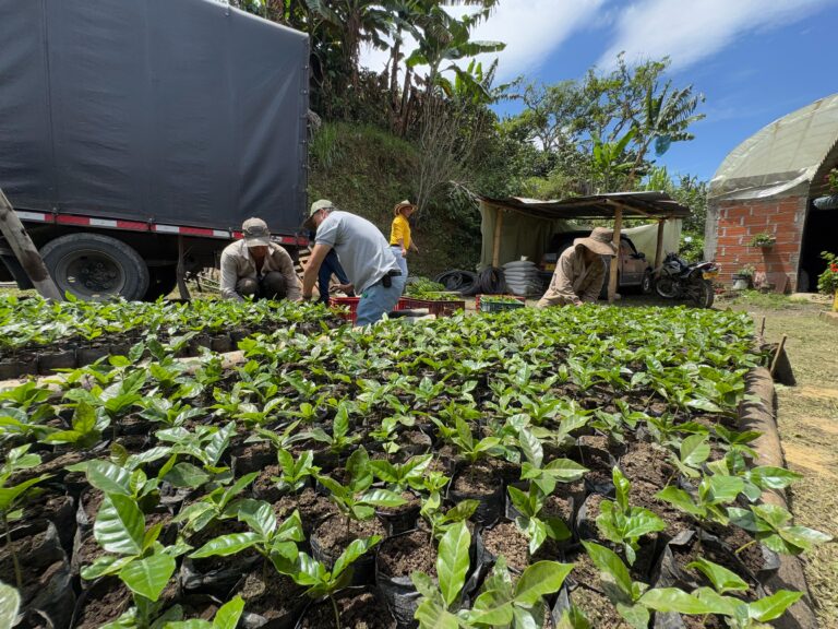 Sonsón impulsa el campo: Entregarán 210.000 almácigos de café para fortalecer la caficultura