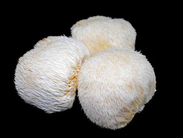 Hericium erinaceus: el hongo que podría regenerar neuronas y mejorar la memoria