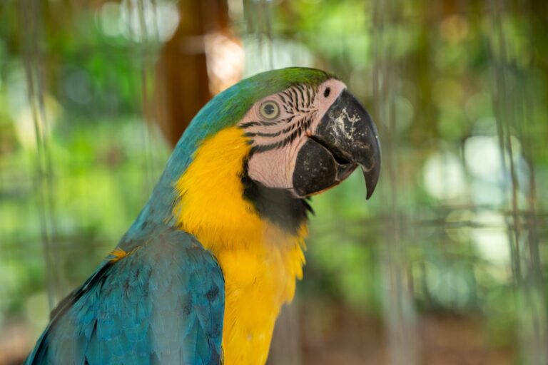 Cornare libera 14 aves silvestres y celebra un nuevo capítulo para la fauna de Antioquia