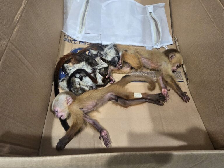 Incautación en Rionegro: Tráfico de fauna deja dos primates muertos y cuatro en estado crítico