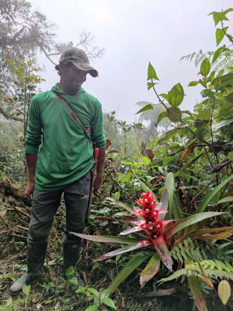 Empresas del Oriente antioqueño protegen al puma y al jaguar con créditos de carbono