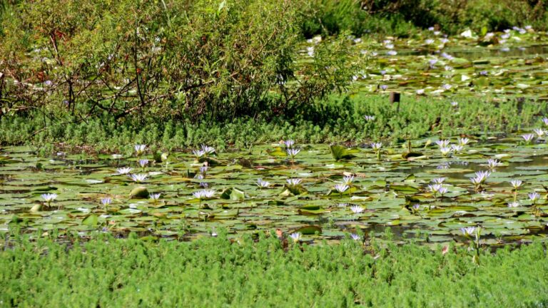 Rionegro celebra la Semana Ambiental 2025: “Humedales para el Bienestar”