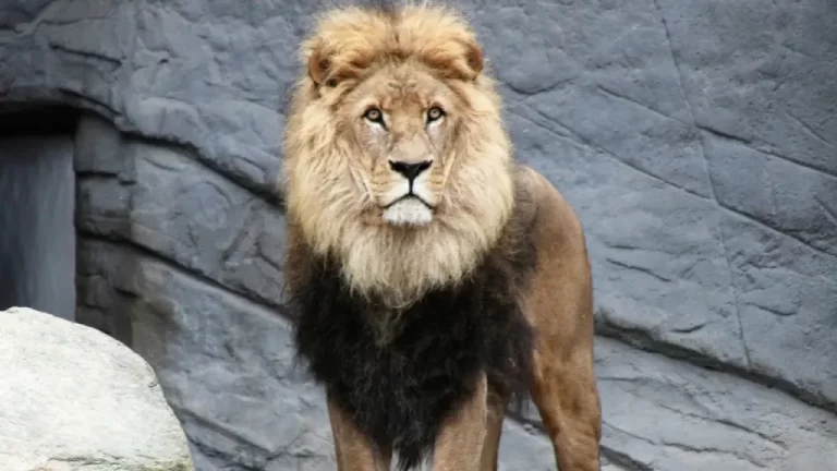 León Zeus Escapa y Ataca Hombre en Parque Temático de Antalya: Abatido por Autoridades