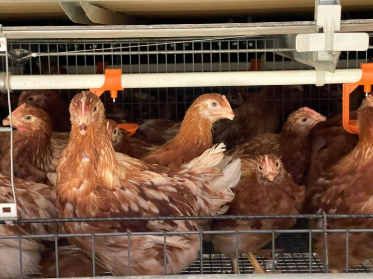 En Antioquia está la primera granja de gallinas ponedoras certificada en Bienestar Animal en Colombia