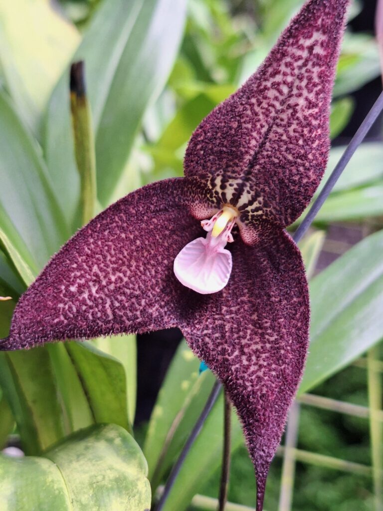 Cornare y la Sociedad Colombiana de Orquideología firman alianza para conservar orquídeas nativas en el Oriente Antioqueño