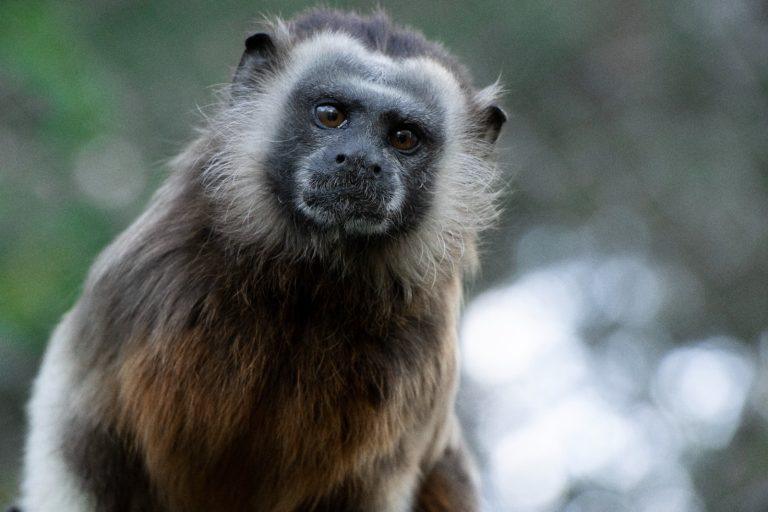 Festival del Tití Gris 2025 en Alejandría: cultura, educación y conservación
