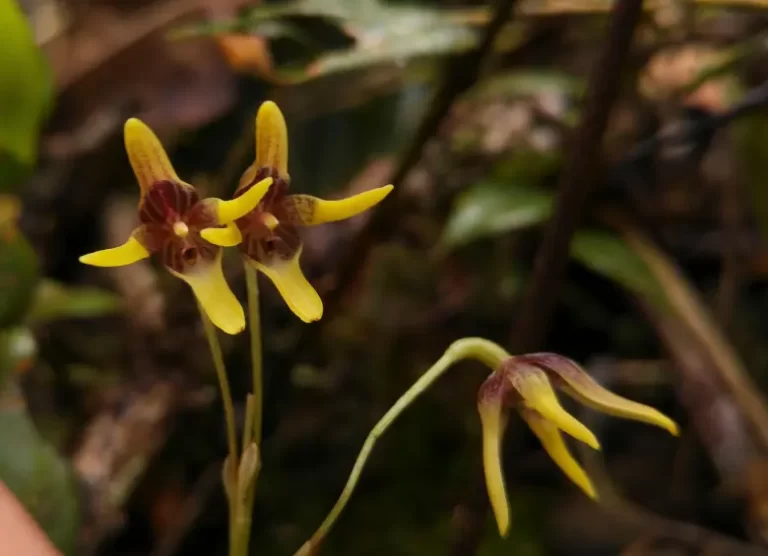 Pleurothallis maitamae: la nueva orquídea descubierta en el páramo de Sonsón