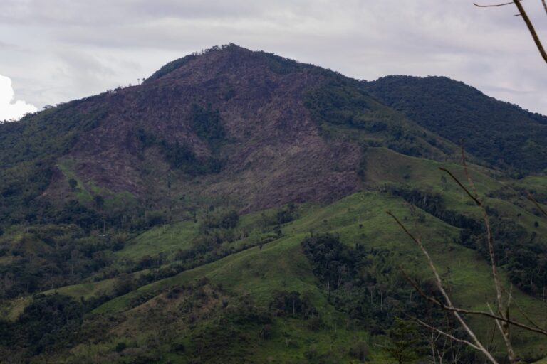 Cornare logra reducir la deforestación mientras Colombia pierde más de 113 mil hectáreas de bosque