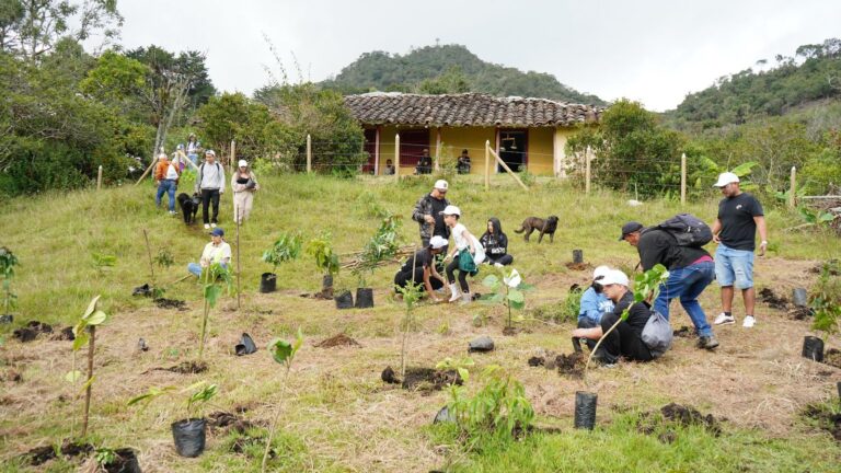 Rionegro fortalece el ecosistema del Cerro El Capiro con 4.000 nuevos árboles nativos