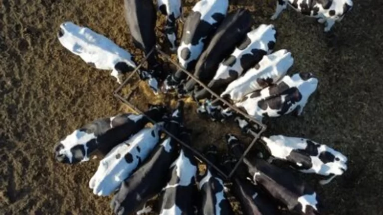 Bill Gates Apoya la Transición de Ganadería Bovina a Carne Artificial para Reducir Emisiones de Metano