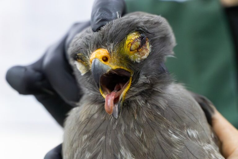 Trágico récord en Antioquia: Uso de pólvora triplica casos de fauna silvestre afectada en diciembre