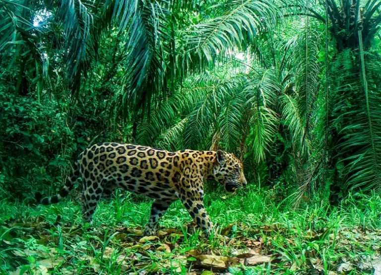 Conservación del Jaguar en Magdalena Medio: Proyecto y Convivencia Sostenible