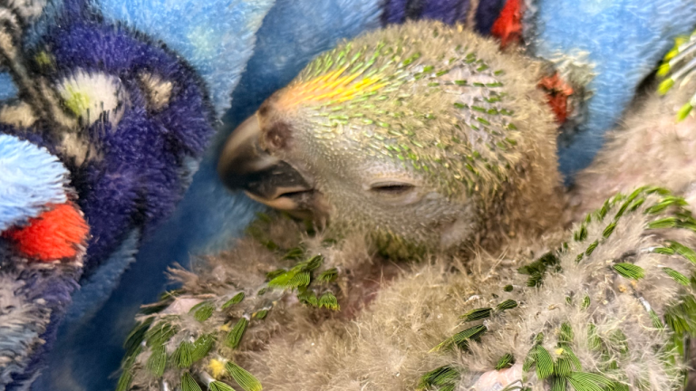 Policía incauta 10 pichones de lora frentiamarilla en la autopista Medellín-Bogotá