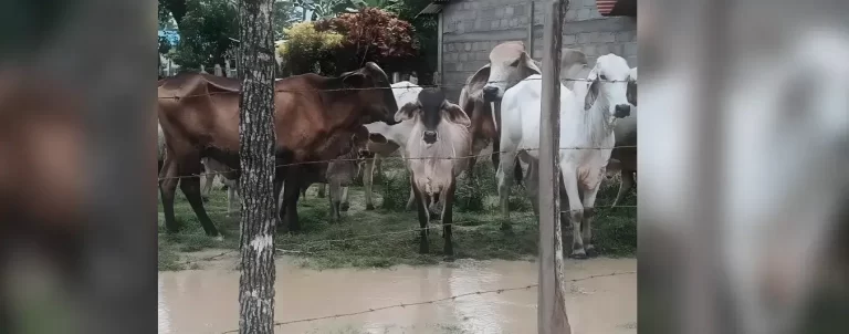 «Inundaciones en Córdoba y Urabá: Crisis Ganadera con 140.492 Hectáreas Afectadas y 315.000 Animales Vulnerables