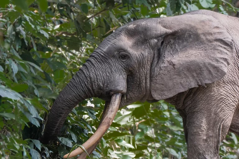 Descubre las 7 Maravillas Naturales de América del Sur: Glaciares, Volcanes y Más
