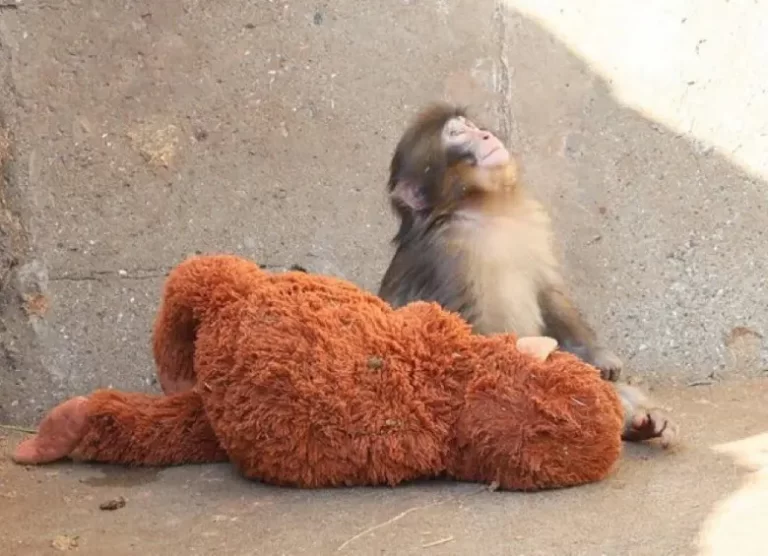 Punch, el Macaco Japonés Viral que Conquistó Internet: Su Historia con un Peluche en el Zoológico de Ichikawa