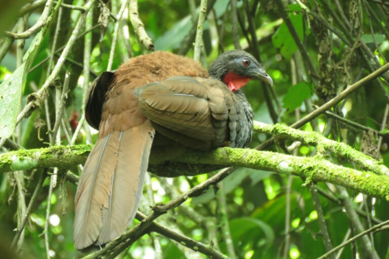 Primer Avistamiento de la Pava Caucana en Manizales: Descubrimiento Histórico de un Ave Endémica en Peligro de Extinción