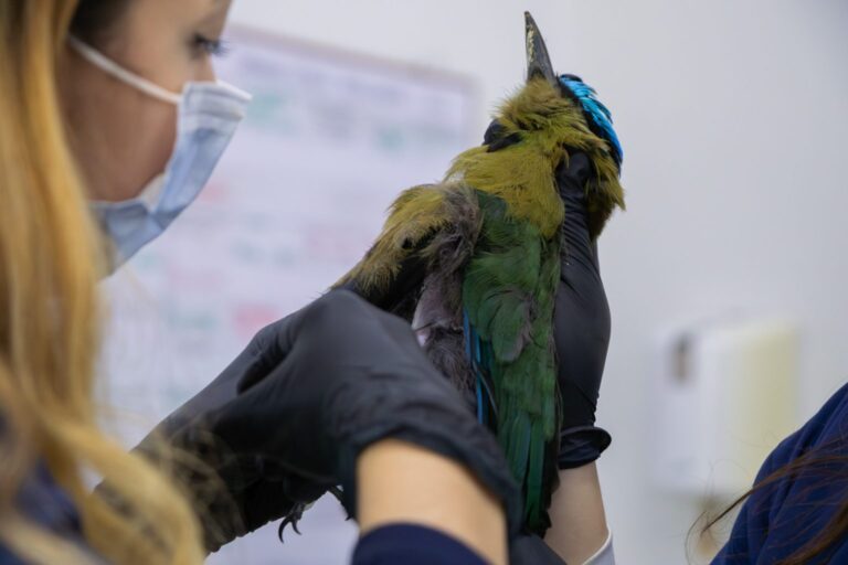 Aumento de Ataques de Perros y Gatos a Fauna Silvestre: Una Alerta Roja en la Región Cornare