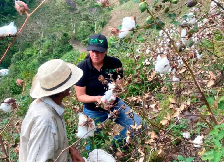 Uramita Reactiva el Algodón en Antioquia: Cosecha Histórica de 20 Toneladas Impulsa la Industria Textil Colombiana
