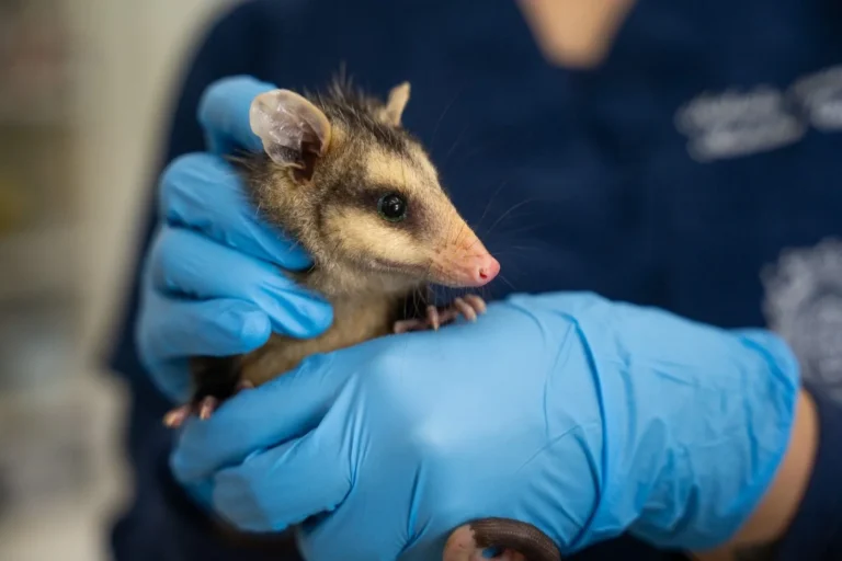Crisis de fauna en Antioquia: Más de 1.600 animales silvestres han ingresado al CAV de Cornare en 2026