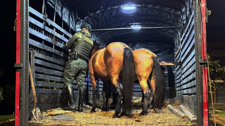 El Carmen de Viboral refuerza operativos contra semovientes en vías públicas