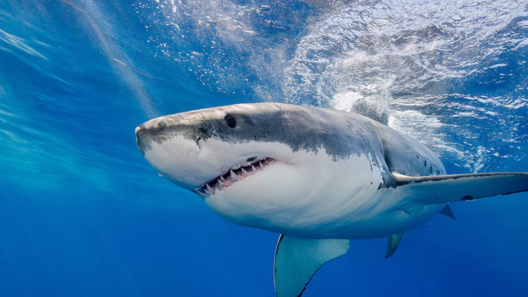 La desaparición de los tiburones: impacto ambiental, desequilibrio oceánico y consecuencias para el clima y la vida humana