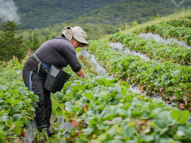 SONSÓN FORTALECE SU LIDERAZGO AGROPECUARIO CON HISTÓRICO CRECIMIENTO EN LA PRODUCCIÓN DE FRESA