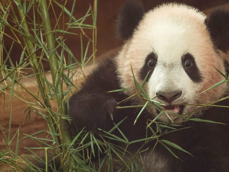 Rio, el primer panda gigante nacido en Indonesia, cumple seis meses y conquista al público en Taman Safari