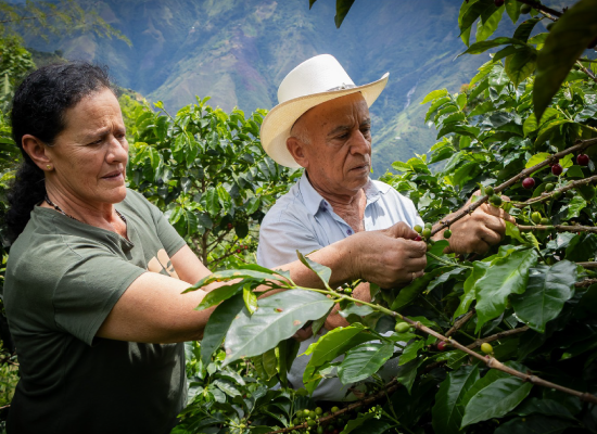 Cornare y el Comité de Cafeteros de Antioquia unen esfuerzos para impulsar una caficultura sostenible en el Oriente Antioqueño
