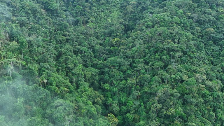 Región Cornare lidera la reducción de deforestación en Antioquia y marca hito en Colombia