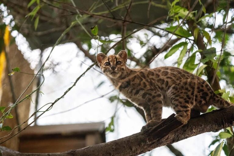 Tilcayo: descubren en Bolivia una nueva especie de gato silvestre en los Yungas