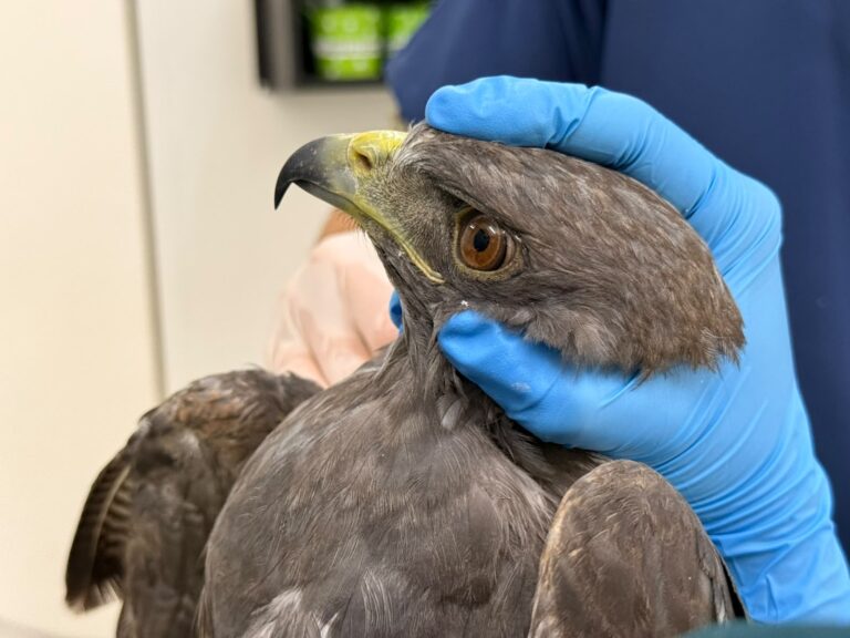 Dos Aves Silvestres Sobreviven a Disparos en Antioquia y Luchan por Volver a Volar